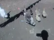 Embden Geese for Sale - 3