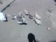 Embden Geese for Sale - 4