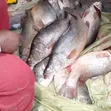 Rylan's Fresh Fish - 1