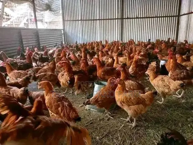 9-Month-Old Laying Hens - 1