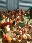 9-Month-Old Laying Hens - 2