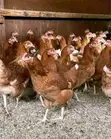 9-Month-Old Laying Hens - 3