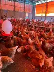 9-Month-Old Laying Hens - 4