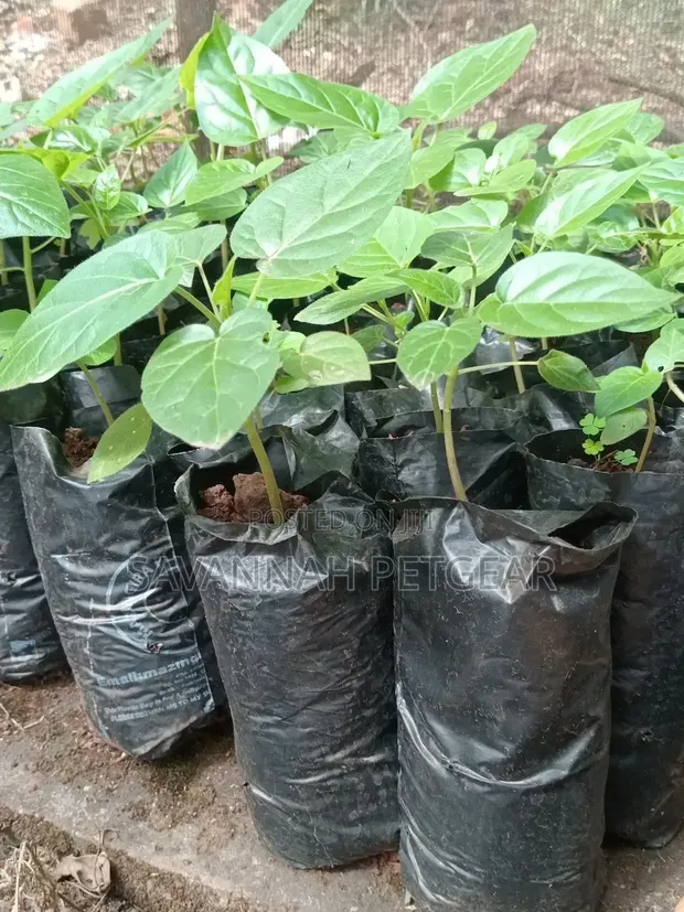 Tree Tomato (Tamarillo) Seedlings Available - 1