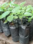 Tree Tomato (Tamarillo) Seedlings Available - 1