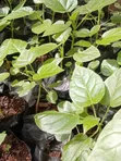 Tree Tomato (Tamarillo) Seedlings Available - 2