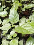 Tree Tomato (Tamarillo) Seedlings Available - 3