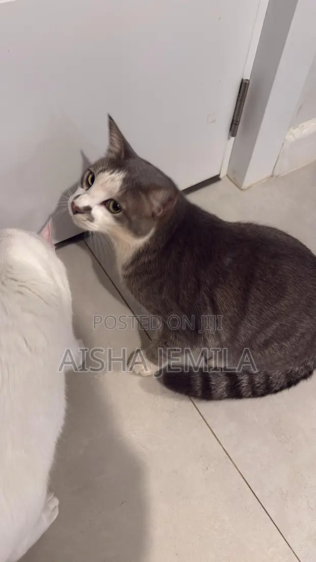 Male Tabby Cat - 1+ Year Old - 1