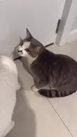 Male Tabby Cat - 1+ Year Old - 1