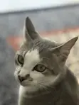 Male Tabby Cat - 1+ Year Old - 2
