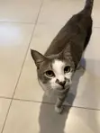 Male Tabby Cat - 1+ Year Old - 3