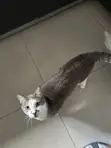 Male Tabby Cat - 1+ Year Old - 4