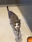Male Tabby Cat - 1+ Year Old - 5