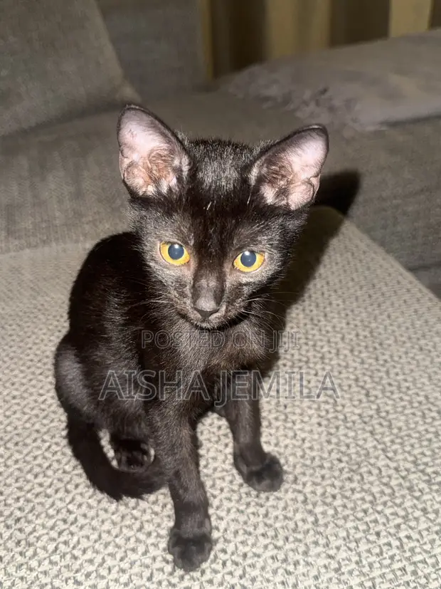 3-6 Month Female Purebred Bombay Kitten - 1