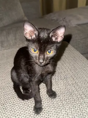 3-6 Month Female Purebred Bombay Kitten