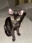 3-6 Month Female Purebred Bombay Kitten - 1