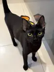 3-6 Month Female Purebred Bombay Kitten - 2