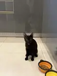 3-6 Month Female Purebred Bombay Kitten - 3