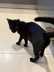 3-6 Month Female Purebred Bombay Kitten - 4