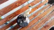 Suzuki Solio Brake Booster - 2