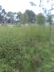 1/4 Acre Farmland in Nyandarua County - 1