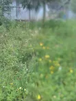 1/4 Acre Farmland in Nyandarua County - 2