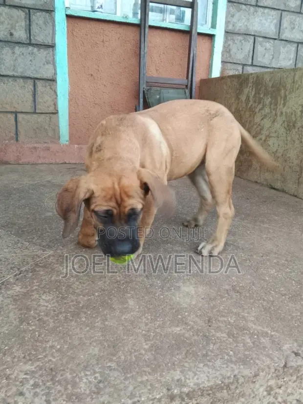 Purebred Boerboel Female Puppy, 3-6 Months - 1