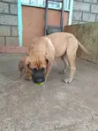 Purebred Boerboel Female Puppy, 3-6 Months - 1