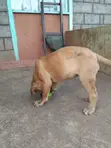 Purebred Boerboel Female Puppy, 3-6 Months - 2