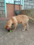 Purebred Boerboel Female Puppy, 3-6 Months - 3
