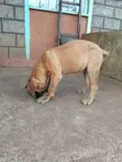 Purebred Boerboel Female Puppy, 3-6 Months - 4