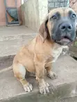 Purebred Boerboel Female Puppy, 3-6 Months - 5