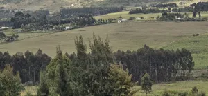 Arable Farmland for Sale - Kaimbaga