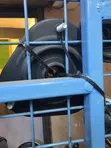 Toyota Passo Shock Absorber Mounting - 2