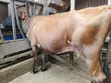Jersey Cross Dairy Cow for Sale - Kiambu - 1