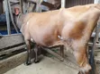 Jersey Cross Dairy Cow for Sale - Kiambu - 2