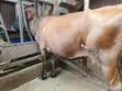 Jersey Cross Dairy Cow for Sale - Kiambu - 3