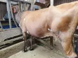 Jersey Cross Dairy Cow for Sale - Kiambu - 4
