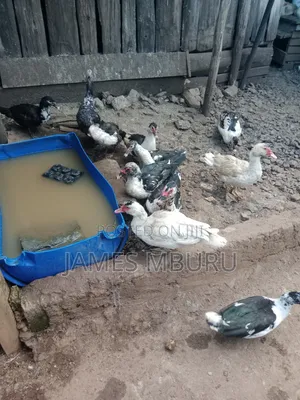 Ducks for Sale - Eldoret