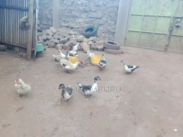 Ducks for Sale - Eldoret - 1