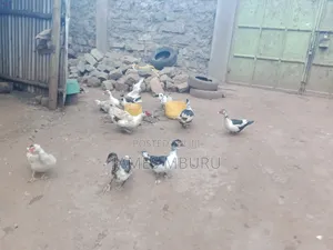 Ducks for Sale - Eldoret