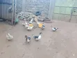 Ducks for Sale - Eldoret - 1