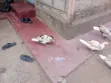 Ducks for Sale - Eldoret - 2