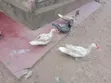Ducks for Sale - Eldoret - 3