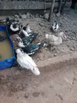 Ducks for Sale - Eldoret - 4