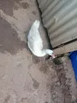 Ducks for Sale - Eldoret - 5