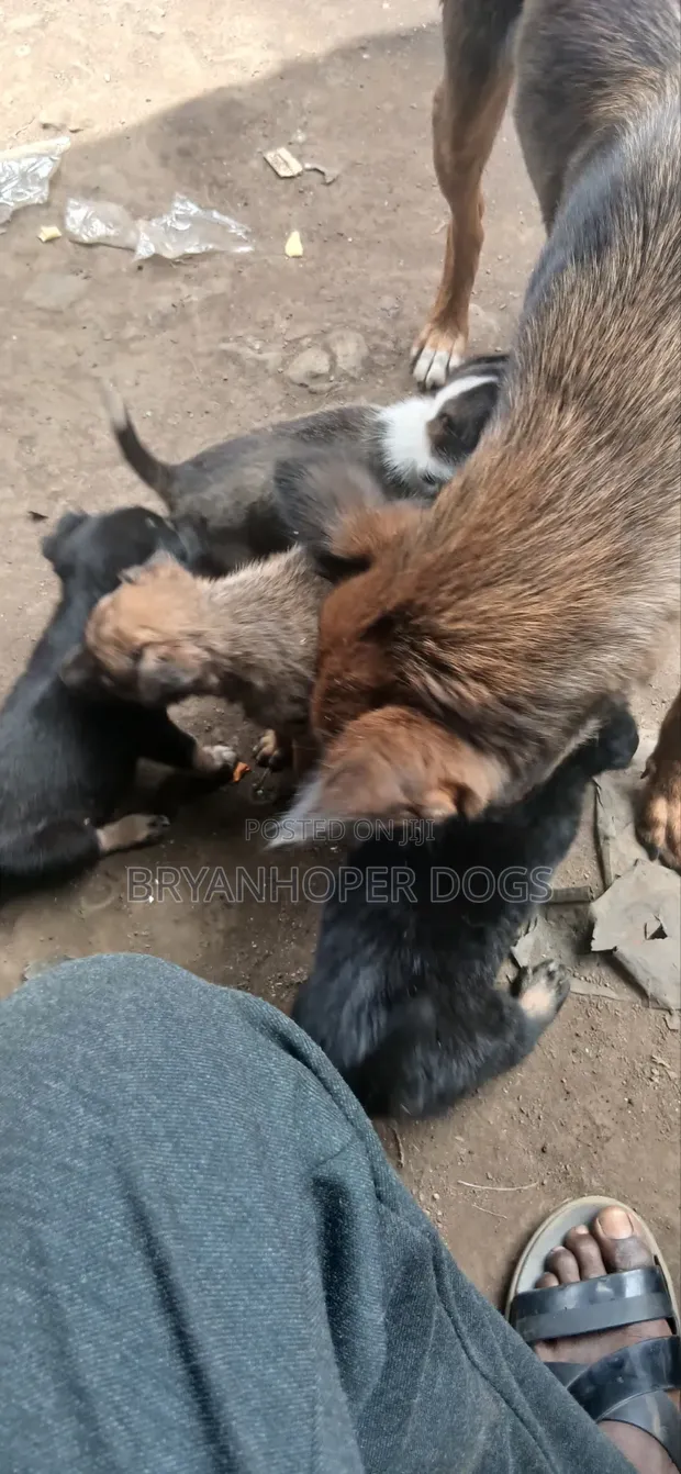 Female Mixed Breed Basenji Puppy, 1-3 Months - 1