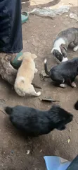 Mbwa wa Kike wa Mchanganyiko wa Basenji, Miezi 1-3 - 2