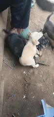 Mbwa wa Kike wa Mchanganyiko wa Basenji, Miezi 1-3 - 3
