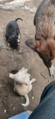 Mbwa wa Kike wa Mchanganyiko wa Basenji, Miezi 1-3 - 4